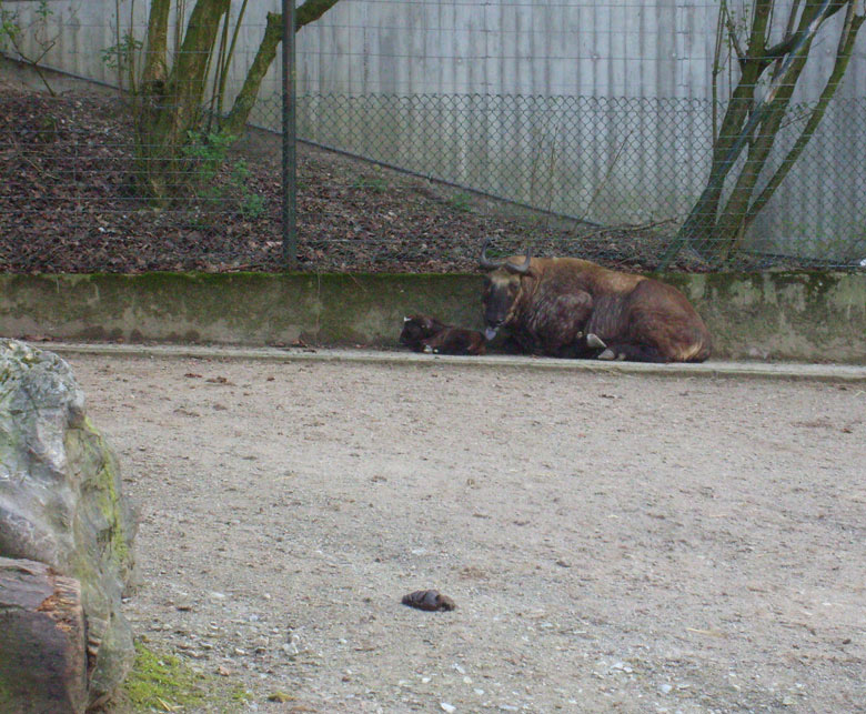 Mishmi-Takin mit Jungtier im Zoologischen Garten Wuppertal am 10. April 2010