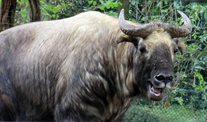 Mishmi-Takin im Zoo Wuppertal am 10. November 2013