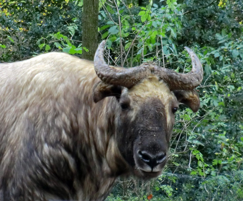 Mishmi-Takin im Zoologischen Garten der Stadt Wuppertal am 10. November 2013