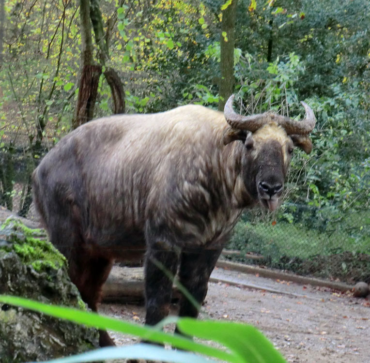 Mishmi-Takin im Wuppertaler Zoo am 10. November 2013