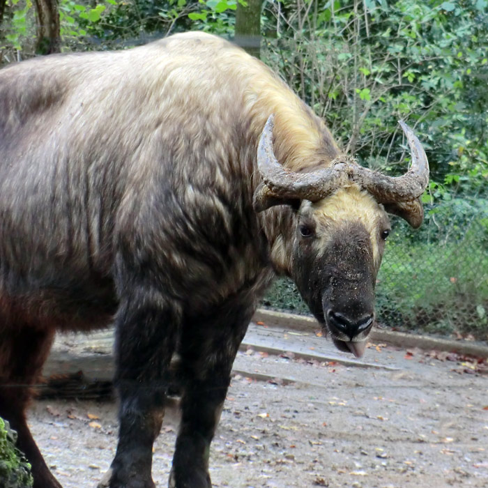 Mishmi-Takin im Wuppertaler Zoo am 10. November 2013