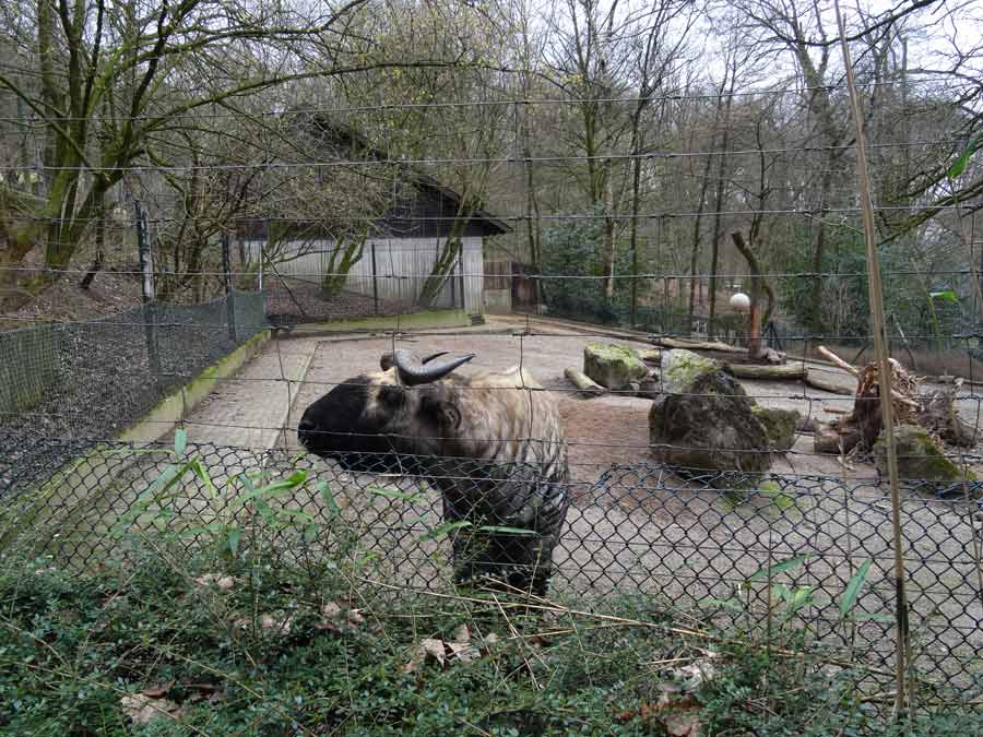 Mishmi-Takin-Bulle KARL im Zoo Wuppertal am 15. März 2015