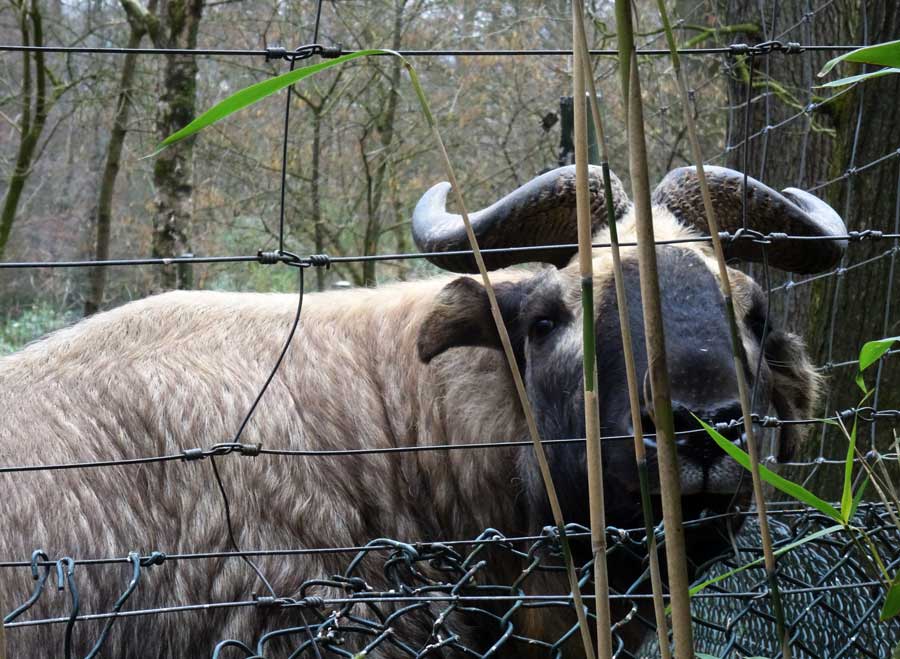 Männlicher Mishmi-Takin KARL im Zoologischen Garten Wuppertal am 15. März 2015