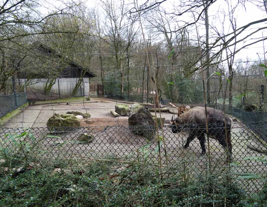 Mishmi-Takin Männchen KARL im Grünen Zoo Wuppertal am 15. März 2015