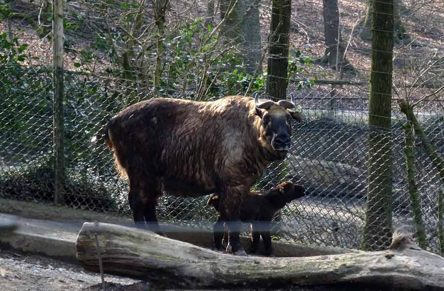 Mishmi-Takin Jungtier MINJA mit Takin-Mutter ROLI im Grünen Zoo Wuppertal am 16. März 2015