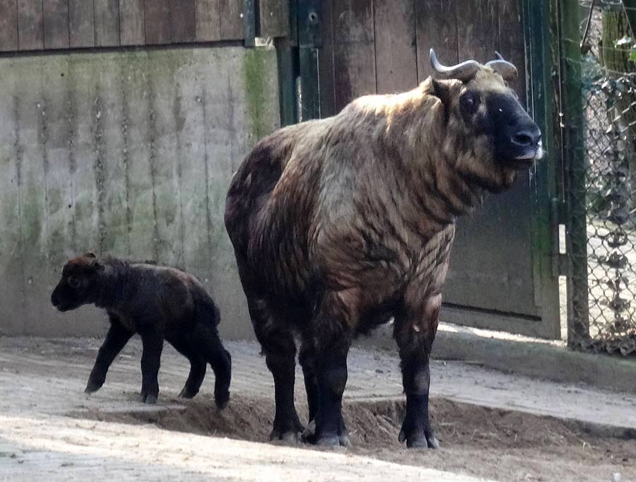 Mishmi-Takin Jungtier MINJA mit Takin-Mutter ROLI im Wuppertaler Zoo am 16. März 2015