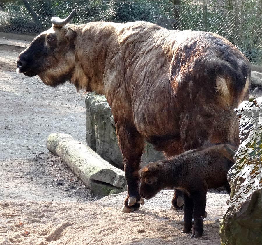 Mishmi-Takin Jungtier MINJA mit Takin-Mutter ROLI im Zoologischen Garten Wuppertal am 16. März 2015