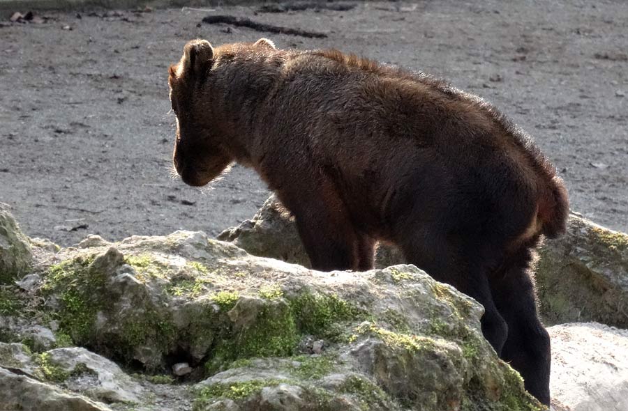 Mishmi-Takin Jungtier MINJA im Zoo Wuppertal am 16. März 2015