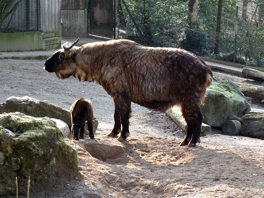 Mishmi-Takin Jungtier MINJA mit Takin-Mutter ROLI im Zoologischen Garten Wuppertal am 16. März 2015