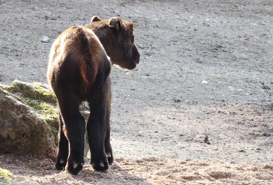 Mishmi-Takin Jungtier MINJA im Grünen Zoo Wuppertal am 16. März 2015