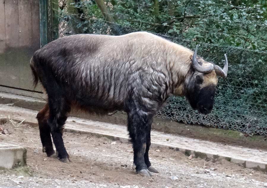 Mishmi-Takin Männchen KARL im Zoo Wuppertal am 27. März 2015