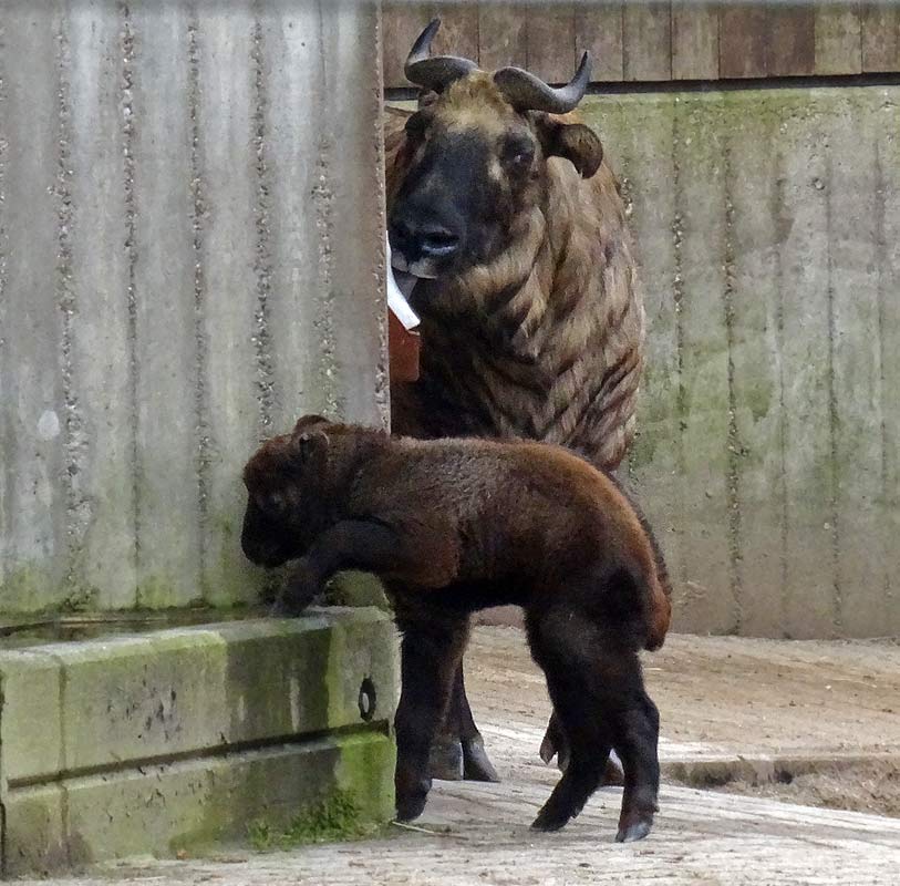 Mishmi-Takin Jungtier MINJA mit Takin-Mutter ROLI im Grünen Zoo Wuppertal am 28. März 2015