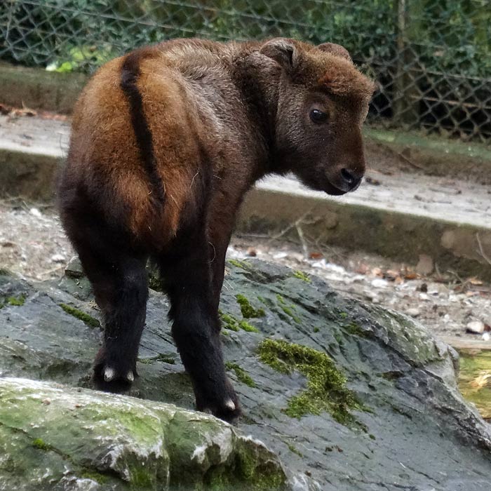 Mishmi-Takin Jungtier MINJA im Wuppertaler Zoo am 1. April 2015