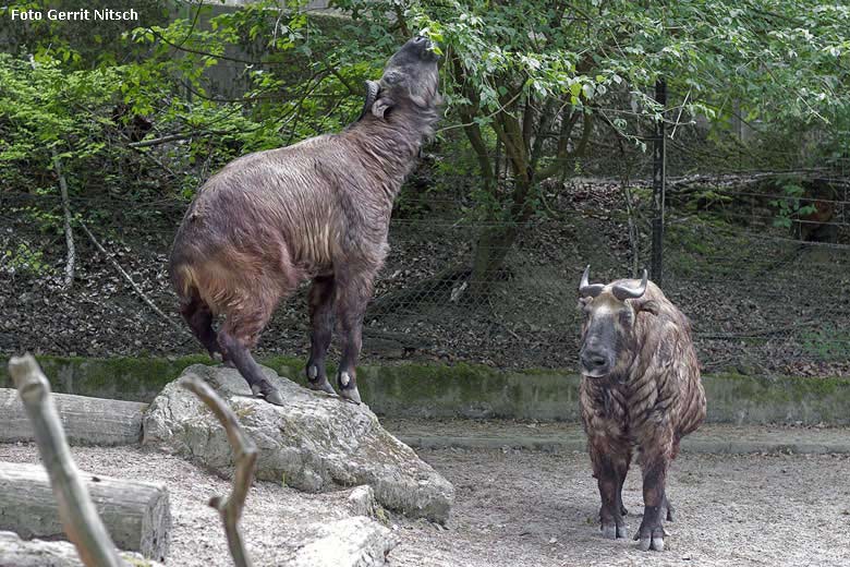 Mishmi-Takine am 11. Mai 2018 auf der Außenanlage im Grünen Zoo Wuppertal (Foto Gerrit Nitsch)