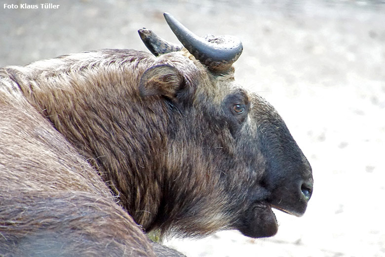 Mishmi-Takin am 15. Oktober 2019 auf der Außenanlage im Grünen Zoo Wuppertal (Foto Klaus Tüller)