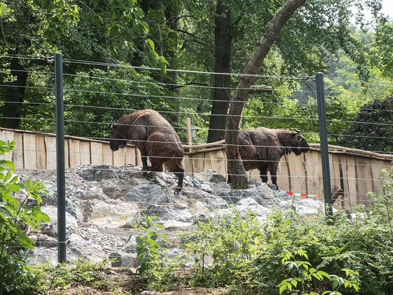 Mishmi-Takine am 17. Juni 2020 auf der neuen Erweiterungs-Anlage für Takine im Grünen Zoo Wuppertal