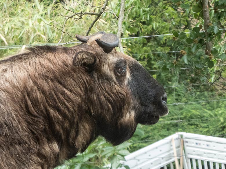 Mishmi-Takin am 17. Juni 2020 auf der neuen Erweiterungs-Anlage für Takine im Wuppertaler Zoo