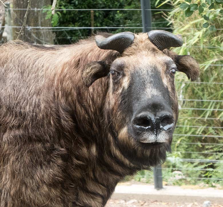 Weiblicher Mishmi-Takin ROLI  am 17. Juni 2020 auf der neuen Erweiterungs-Anlage für Takine im Zoologischen Garten Wuppertal