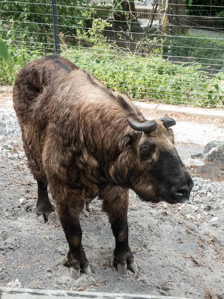 Mishmi-Takin-Weibchen ROLI am 17. Juni 2020 auf der neuen Erweiterungs-Anlage für Takine im Grünen Zoo Wuppertal