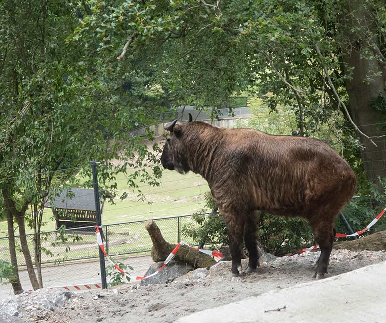 Mishmi-Takin am 17. Juni 2020 auf der neuen Erweiterungs-Anlage für Takine im Wuppertaler Zoo