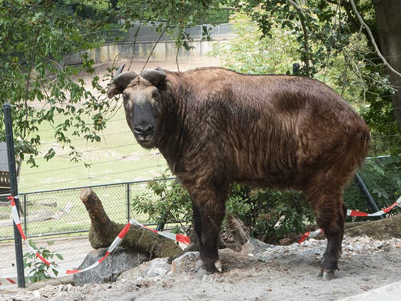 Weiblicher Mishmi-Takin MINJA am 17. Juni 2020 auf der neuen Erweiterungs-Anlage für Takine im Wuppertaler Zoo