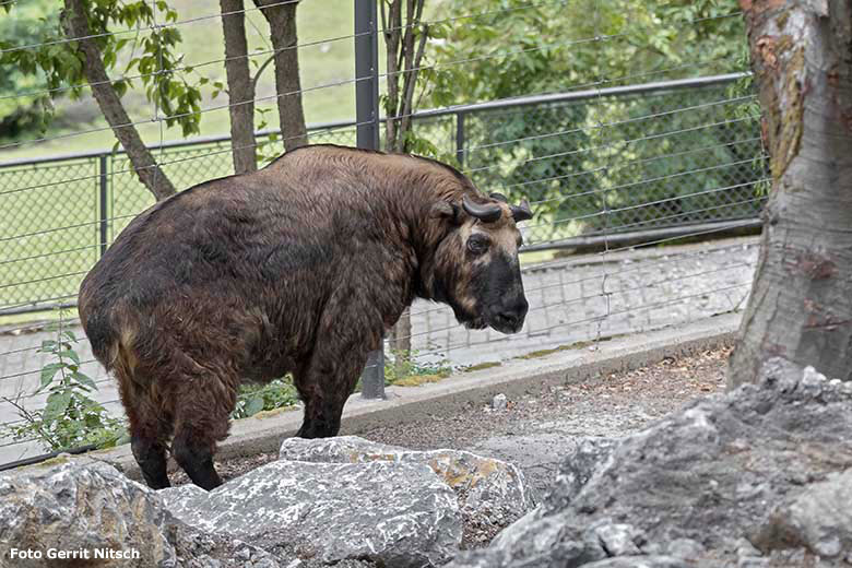 Mishmi-Takin Weibchen ROLI am 7. Juli 2020 auf dem neu gestalteten Erweiterungs-Gelände der Takin-Anlage im Grünen Zoo Wuppertal (Foto Gerrit Nitsch)