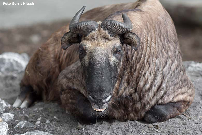 Mishmi-Takin Weibchen MINJA am 7. Juli 2020 auf dem neu gestalteten Erweiterungs-Gelände der Takin-Anlage im Wuppertaler Zoo (Foto Gerrit Nitsch)