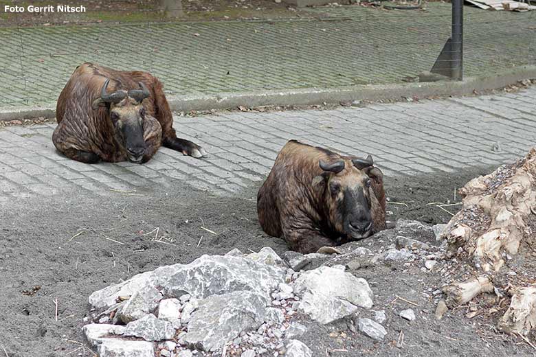 Mishmi-Takin Weibchen MINJA und ROLI (rechts) am 7. Juli 2020 auf dem neu gestalteten Erweiterungs-Gelände der Takin-Anlage im Zoo Wuppertal (Foto Gerrit Nitsch)