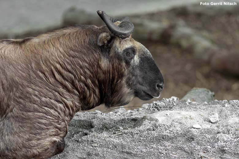 Mishmi-Takin Weibchen MINJA am 7. Juli 2020 auf dem neu gestalteten Erweiterungs-Gelände der Takin-Anlage im Zoologischen Garten Wuppertal (Foto Gerrit Nitsch)