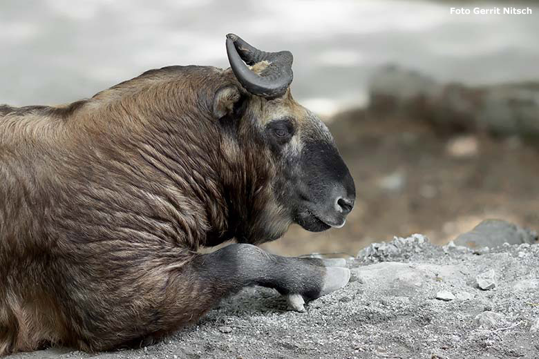 Mishmi-Takin Weibchen MINJA am 7. Juli 2020 auf dem neu gestalteten Erweiterungs-Gelände der Takin-Anlage im Grünen Zoo Wuppertal (Foto Gerrit Nitsch)