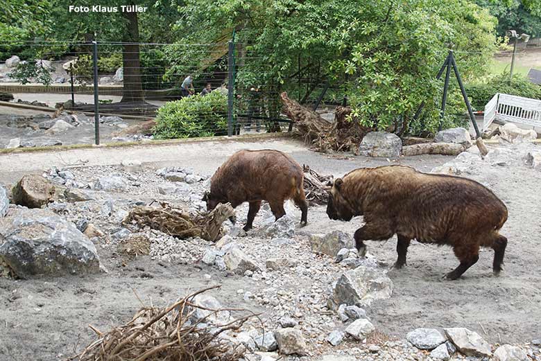 Mishmi-Takin-Weibchen MINJA und ROLI (rechts) am 14. Juli 2020 auf der neuen Erweiterungs-Anlage für Takine im Zoo Wuppertal (Foto Klaus Tüller)