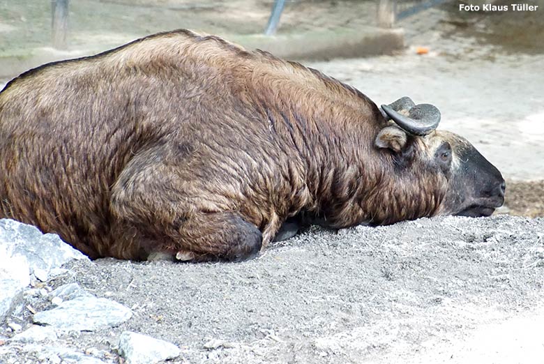 Mishmi-Takin-Weibchen MINJA am 18. Juli 2020 auf dem neuen Erweiterungs-Gelände der Außenanlage im Wuppertaler Zoo (Foto Klaus Tüller)