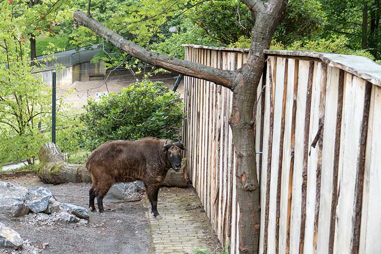 Weiblicher Mishmi-Takin MINJA am 28. Juli 2020 auf der Außenanlage im Zoologischen Garten der Stadt Wuppertal