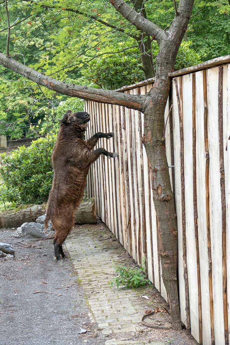 Weiblicher Mishmi-Takin MINJA am 28. Juli 2020 auf der Außenanlage im Wuppertaler Zoo