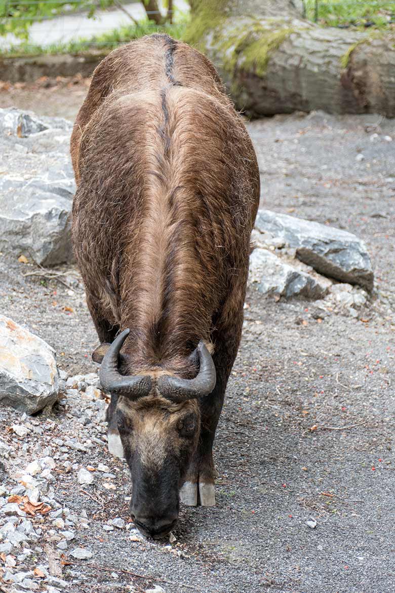 Weiblicher Mishmi-Takin MINJA am 28. Juli 2020 auf der Außenanlage im Zoologischen Garten Wuppertal