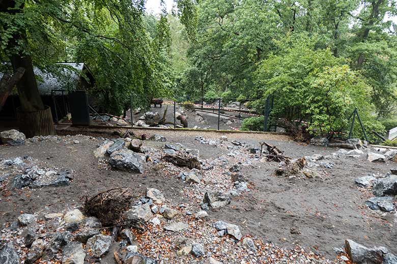 Blick über die obere Mishmi-Takin-Anlage auf die Mishmi-Takine auf der unteren Anlage am 4. September 2020 im Grünen Zoo Wuppertal