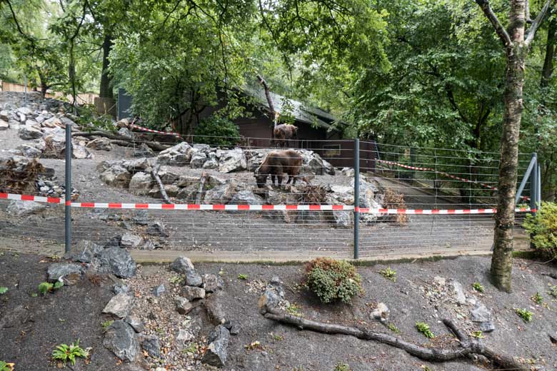 Die beiden Mishmi-Takine auf der unteren Anlage am 4. September 2020 im Zoologischen Garten Wuppertal