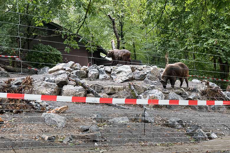 Weibliche Mishmi-Takine ROLI (hinten) und MINJA (rechts) auf der unteren Anlage am 4. September 2020 im Zoo Wuppertal