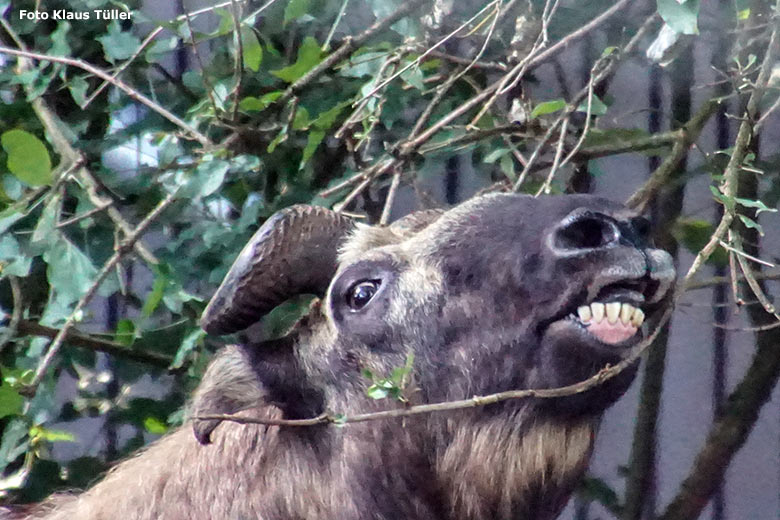 Mishmi-Takin am 6. September 2020 auf der unteren Außenanlage im Zoologischen Garten der Stadt Wuppertal (Foto Klaus Tüller)