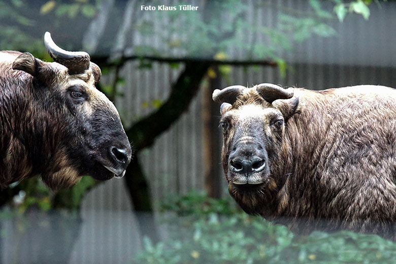 Weibliche Mishmi-Takine MINJA und ROLI am 9. Oktober 2020 auf der unteren Außenanlage im Grünen Zoo Wuppertal (Foto Klaus Tüller)