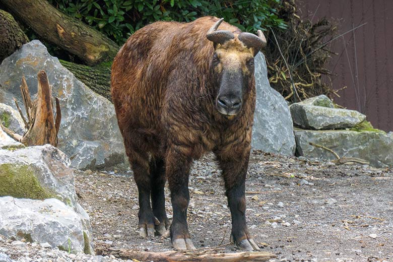 Weiblicher Mishmi-Takin ROLI am 11. August 2021 auf der unteren Takin-Außenanlage im Grünen Zoo Wuppertal