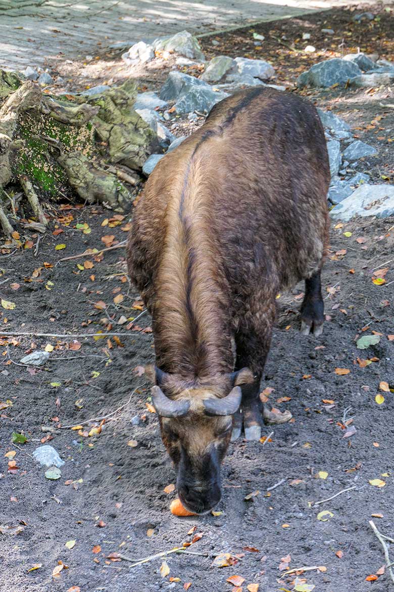 Weiblicher Mishmi-Takin ROLI am 16. September 2021 auf der oberen Außenanlage im Wuppertaler Zoo