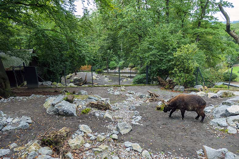 Weiblicher Mishmi-Takin ROLI am 16. September 2021 auf der oberen Außenanlage im Zoologischen Garten Wuppertal