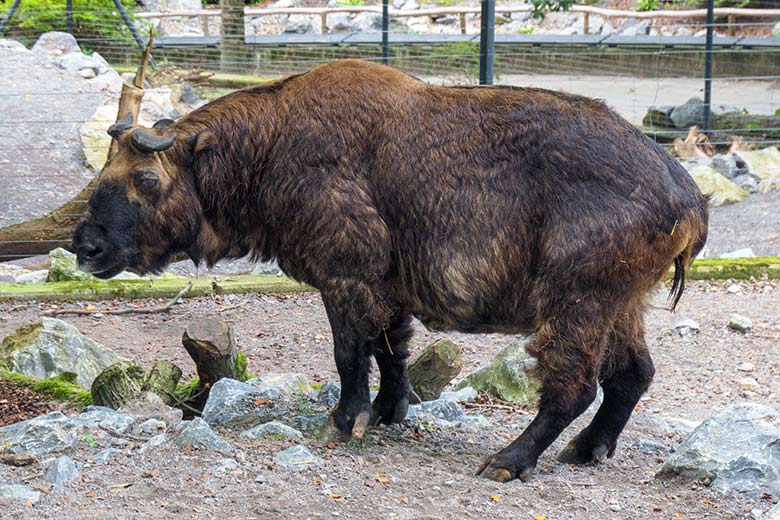 Weiblicher Mishmi-Takin ROLI am 27. September 2021 auf der oberen Außenanlage im Zoo Wuppertal