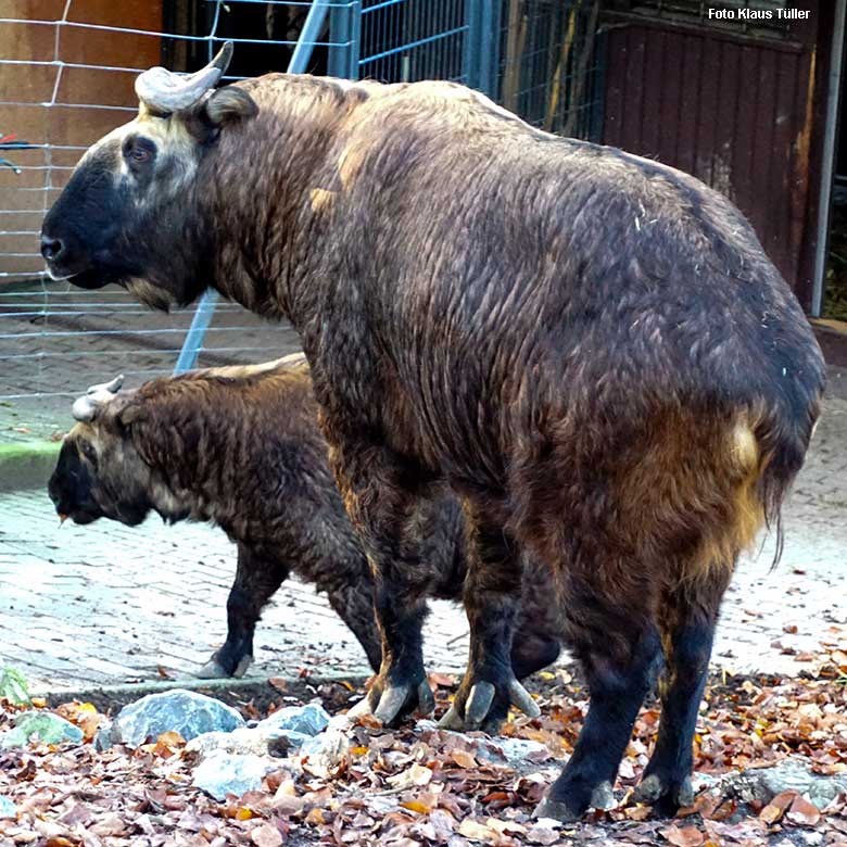 Zwei weibliche Mishmi-Takine am 9. November 2021 auf der oberen Außenanlage im Grünen Zoo Wuppertal (Foto Klaus Tüller)