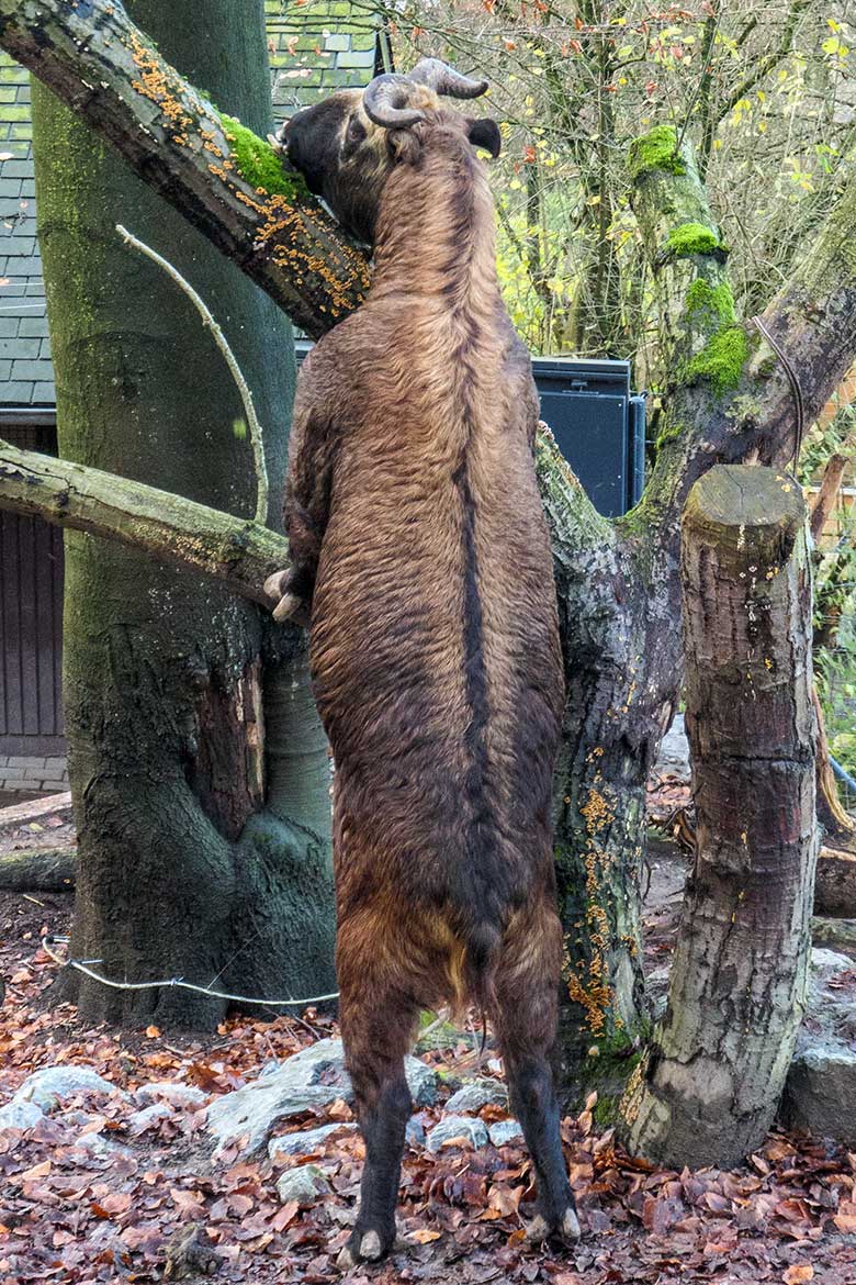 Weiblicher Mishmi-Takin MINJA am 27. November 2021 auf der oberen Außenanlage im Grünen Zoo Wuppertal