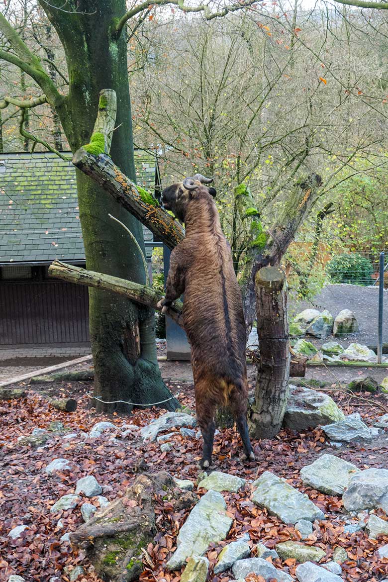 Weiblicher Mishmi-Takin MINJA am 27. November 2021 auf der oberen Außenanlage im Zoologischen Garten der Stadt Wuppertal