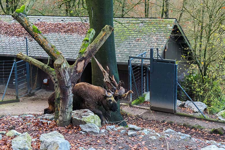 Weiblicher Mishmi-Takin MINJA am 27. November 2021 auf der oberen Außenanlage im Zoo Wuppertal