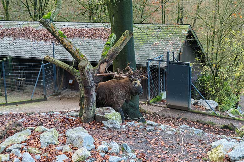 Weiblicher Mishmi-Takin MINJA am 27. November 2021 auf der oberen Außenanlage im Wuppertaler Zoo