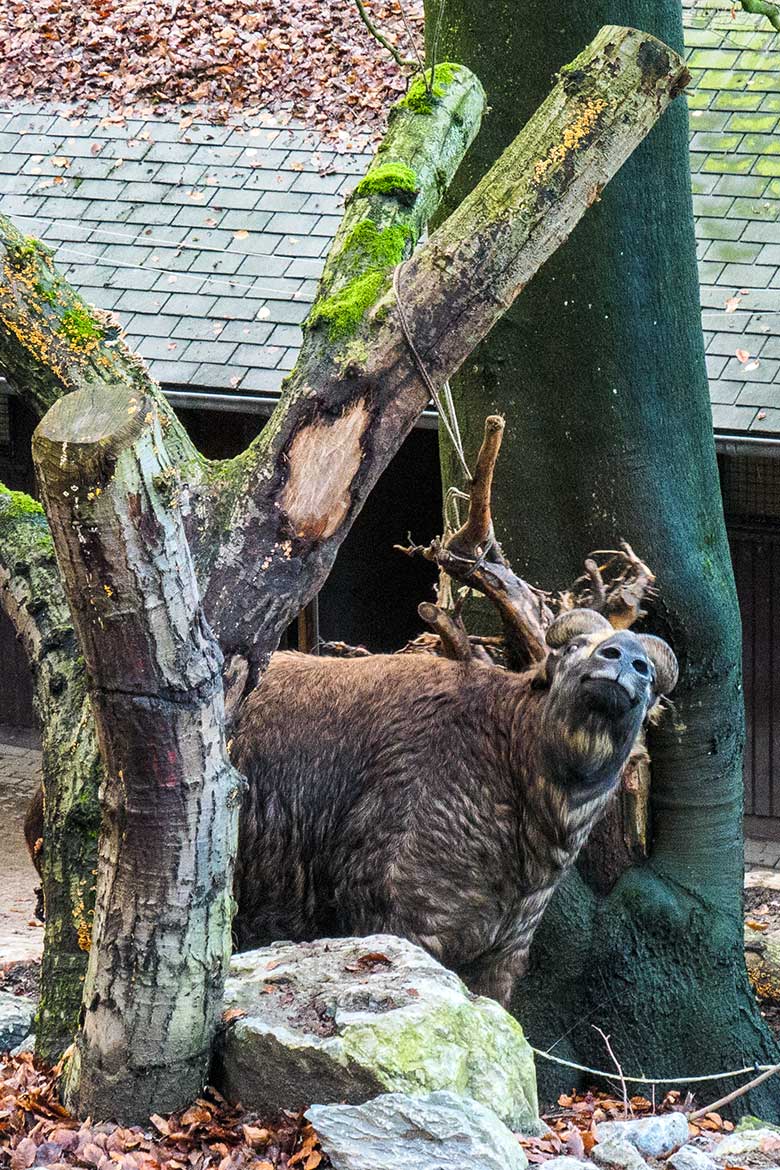 Weiblicher Mishmi-Takin MINJA am 27. November 2021 auf der oberen Außenanlage im Zoologischen Garten Wuppertal